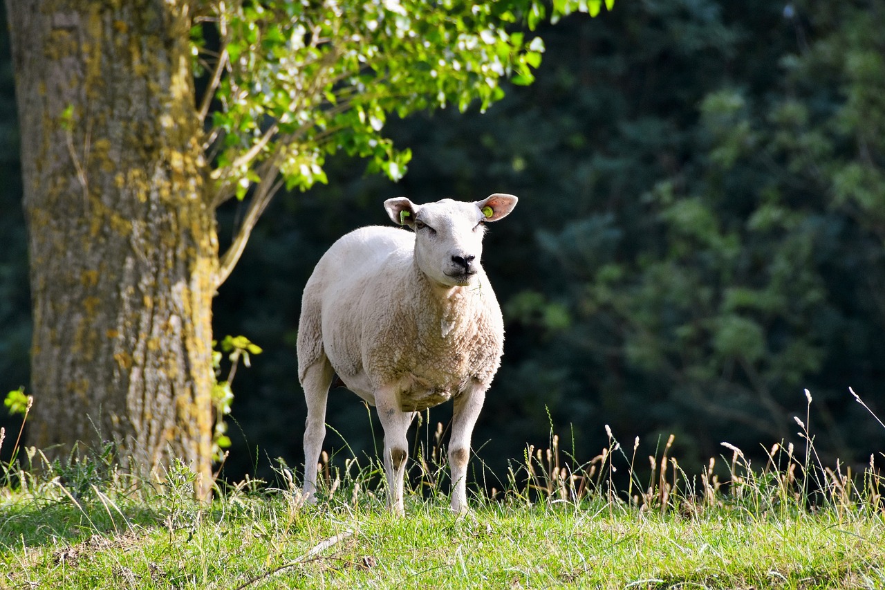 sheep animal netherlands free photo
