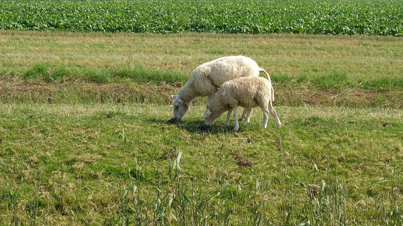 sheep wool sheep's wool free photo