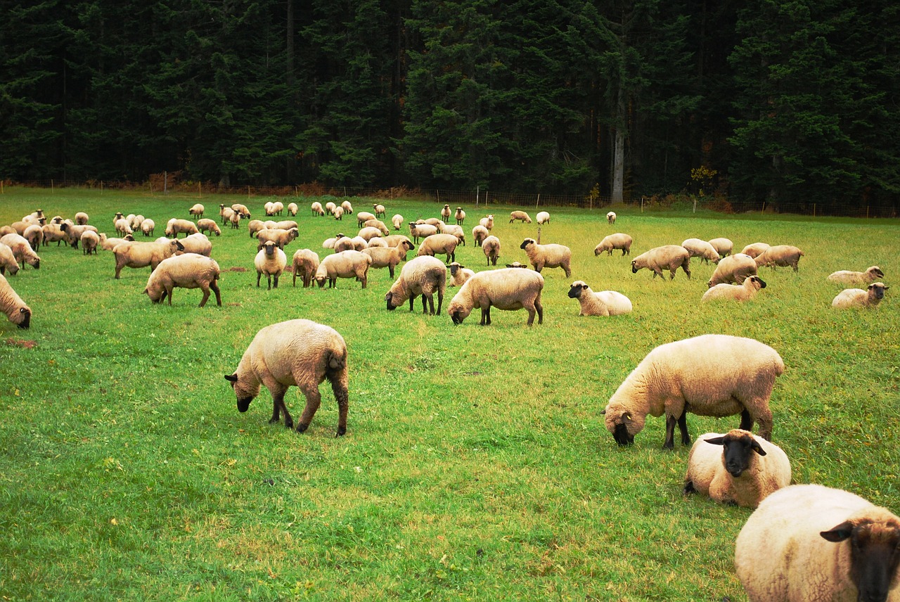 sheep herd lamb free photo