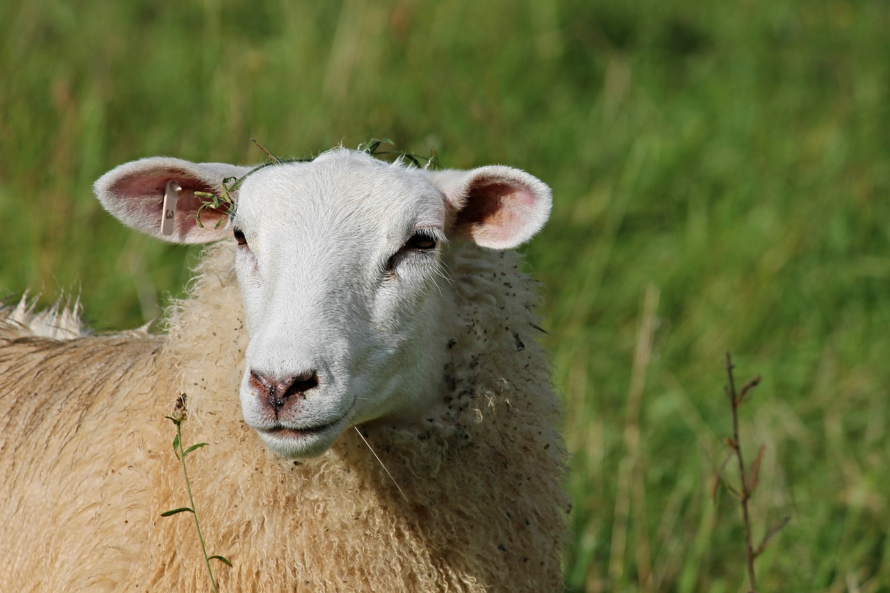 sheep portrait sheepshead free photo