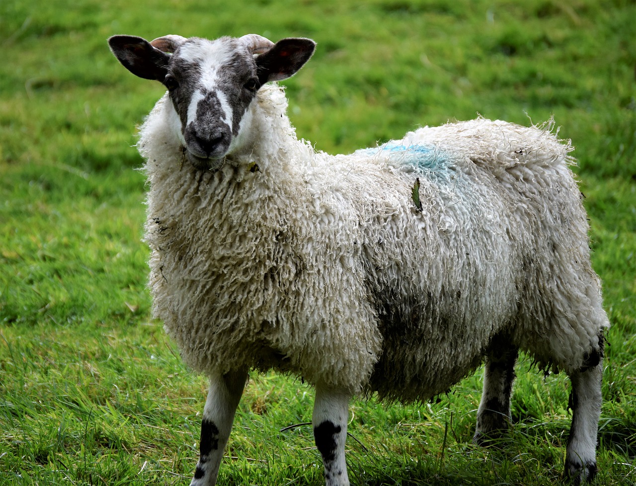 sheep animal lamb free photo