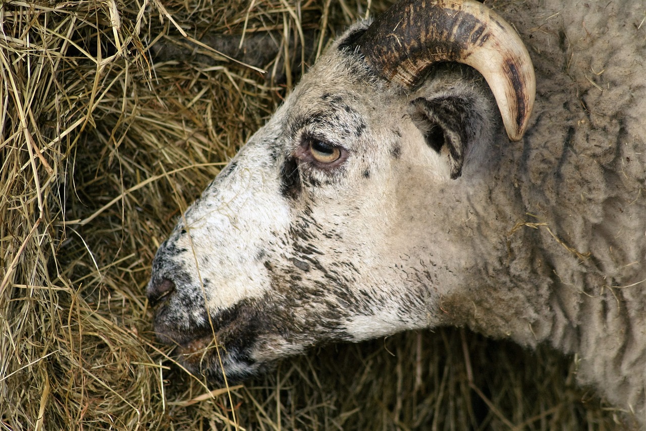 sheep hay farm free photo