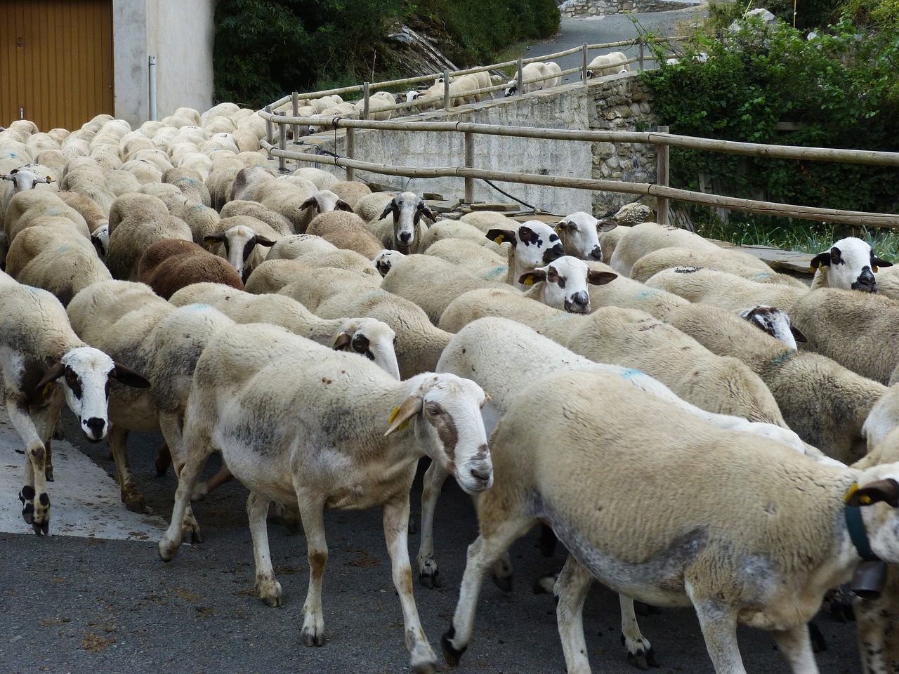 sheep flock pass the flock free photo