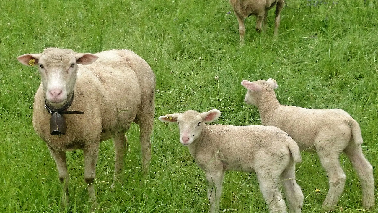 sheep twins young free photo