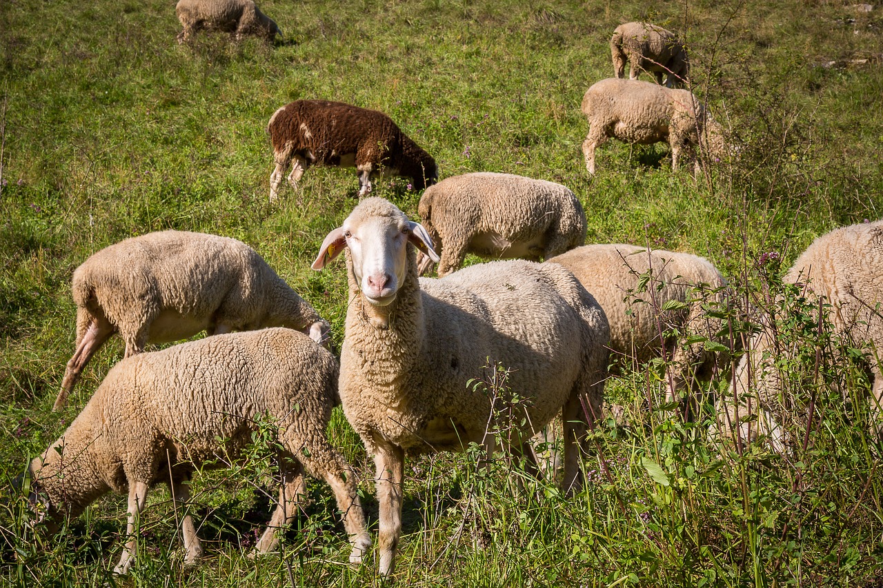 sheep flock of sheep pasture free photo