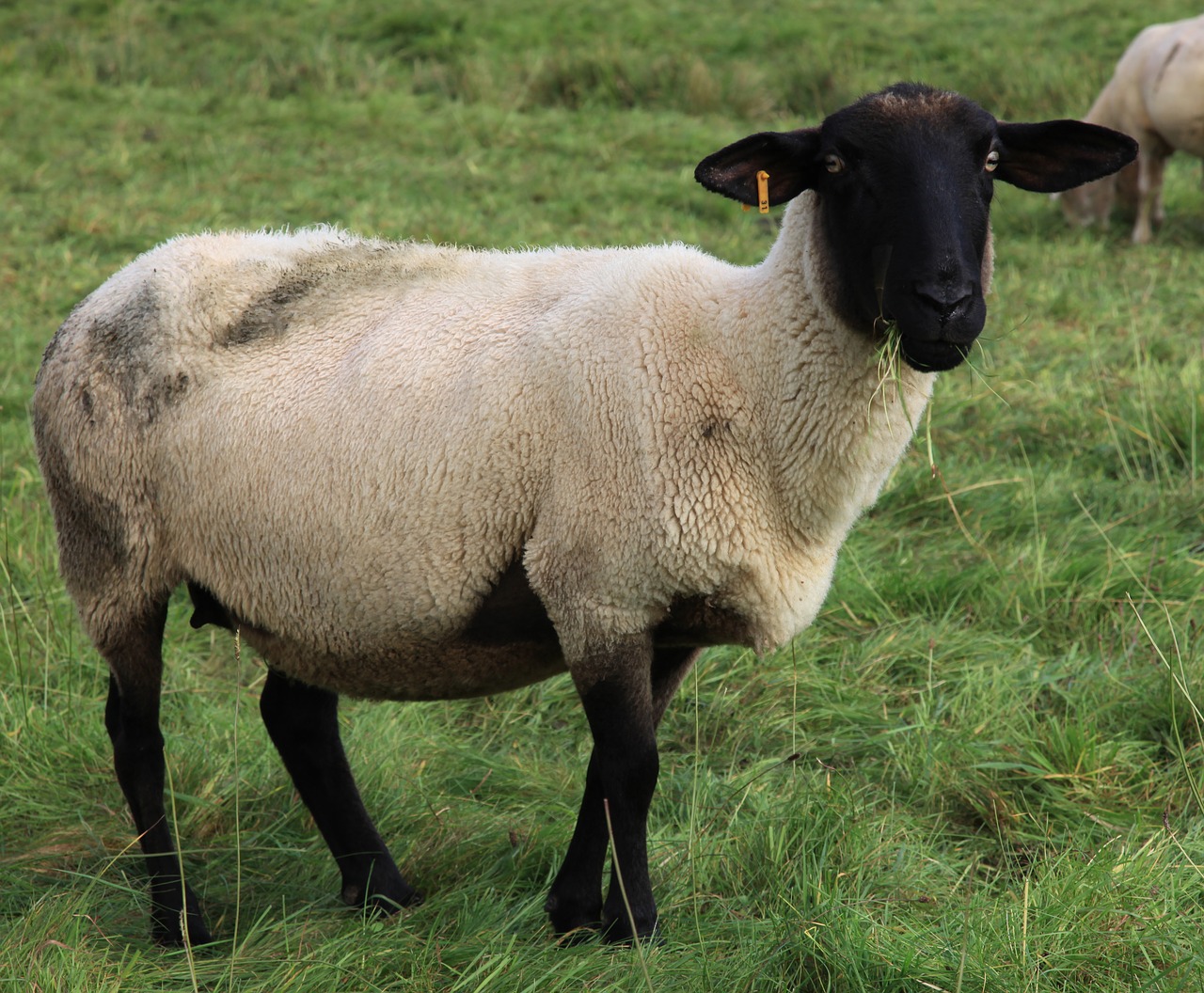 sheep wool sheepskin free photo