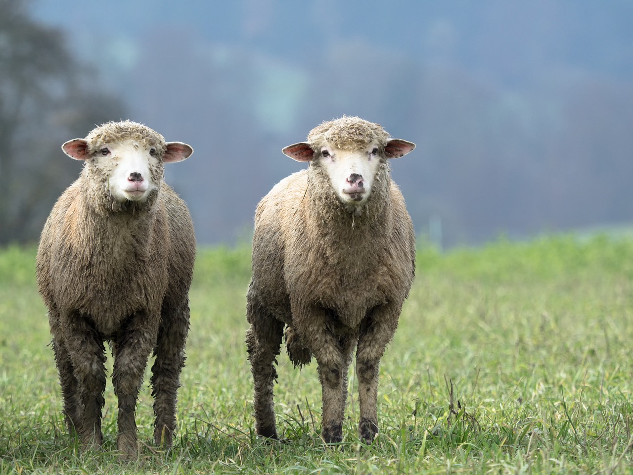 sheep animal twin free photo