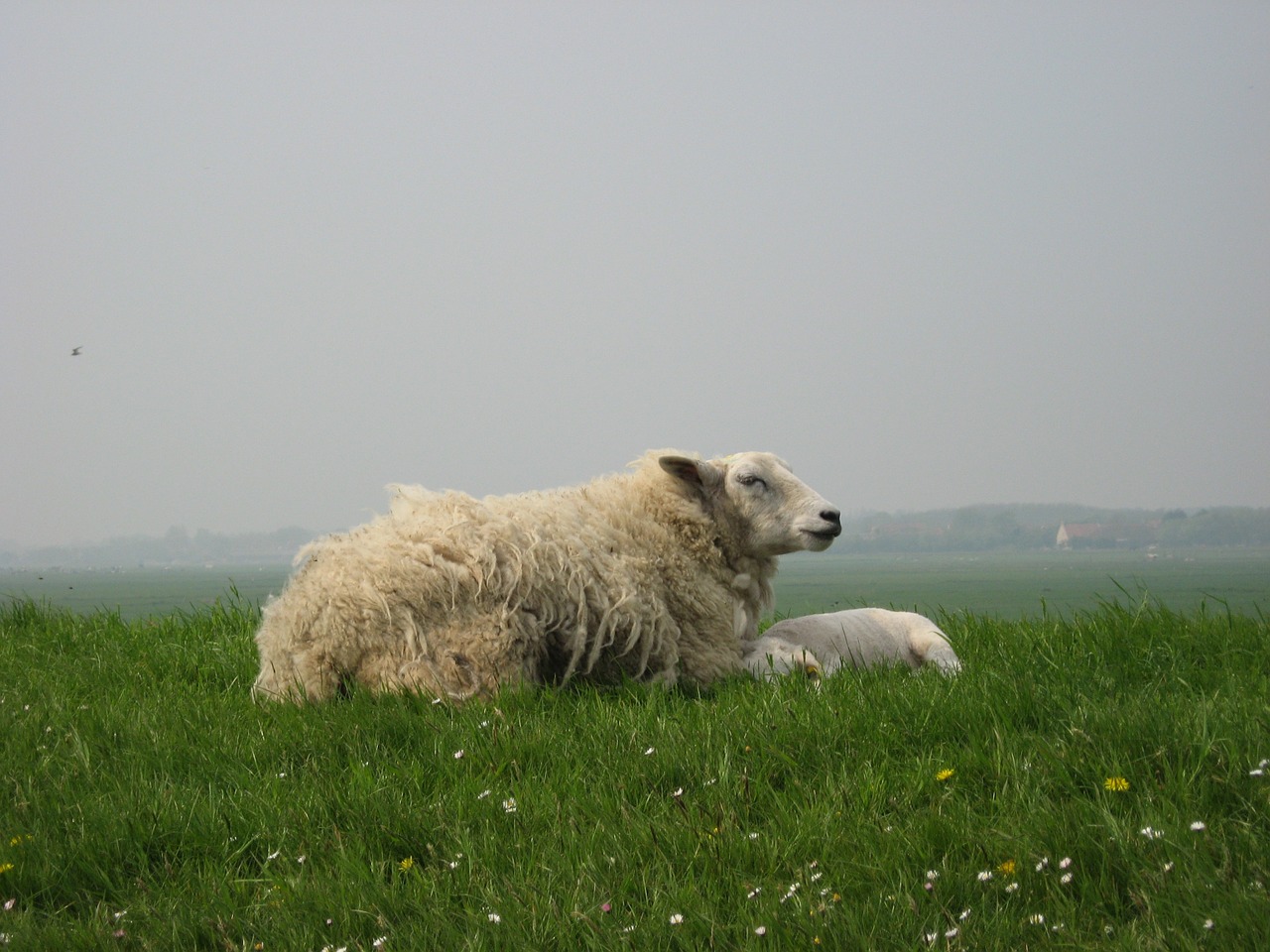 sheep lamb dyke free photo