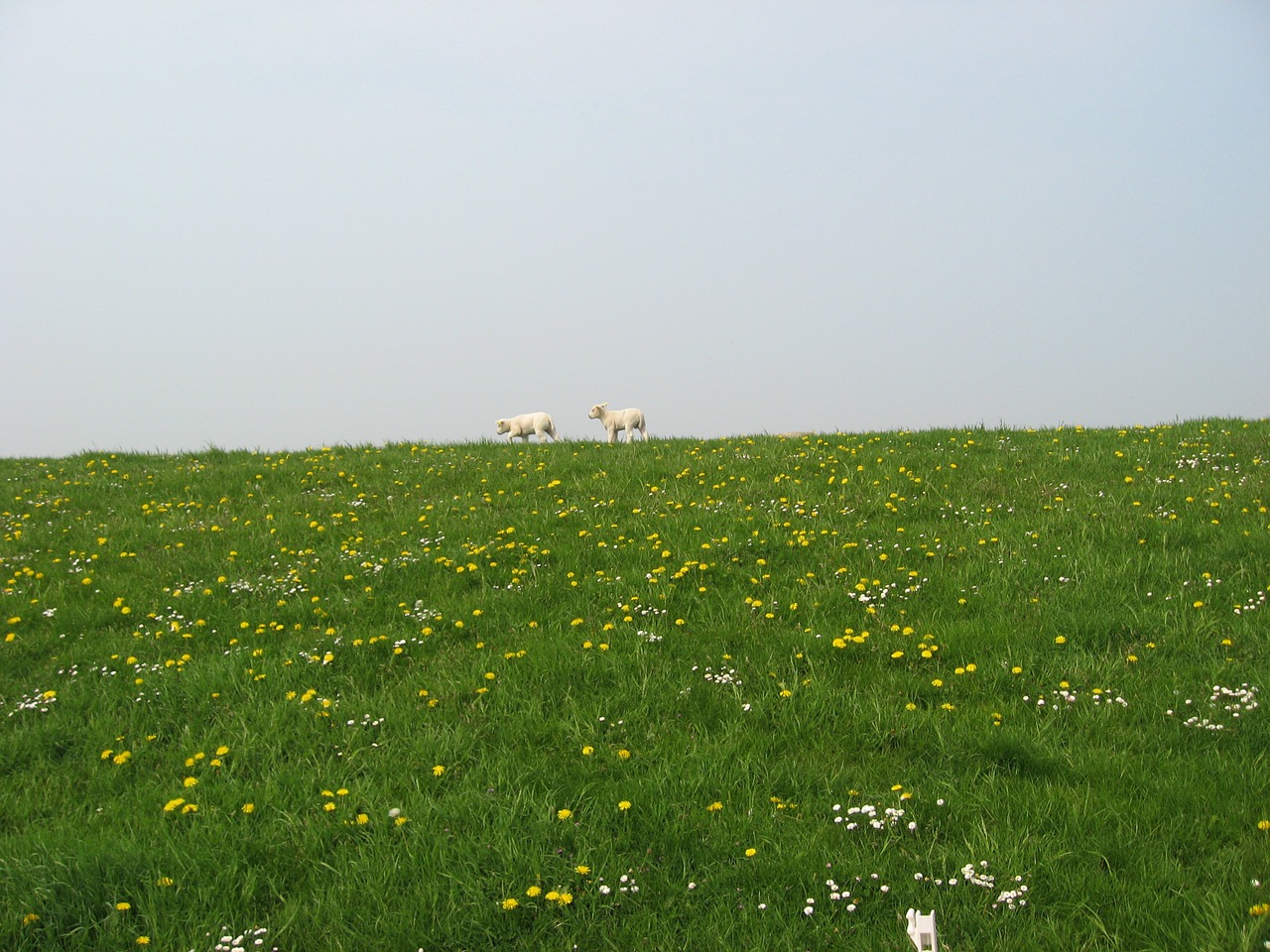 sheep dyke west frisian free photo