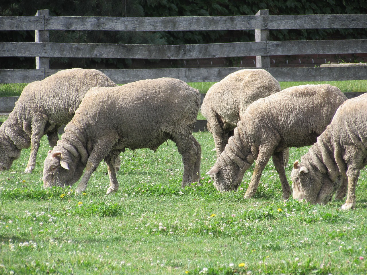 sheep grazing ewes free photo