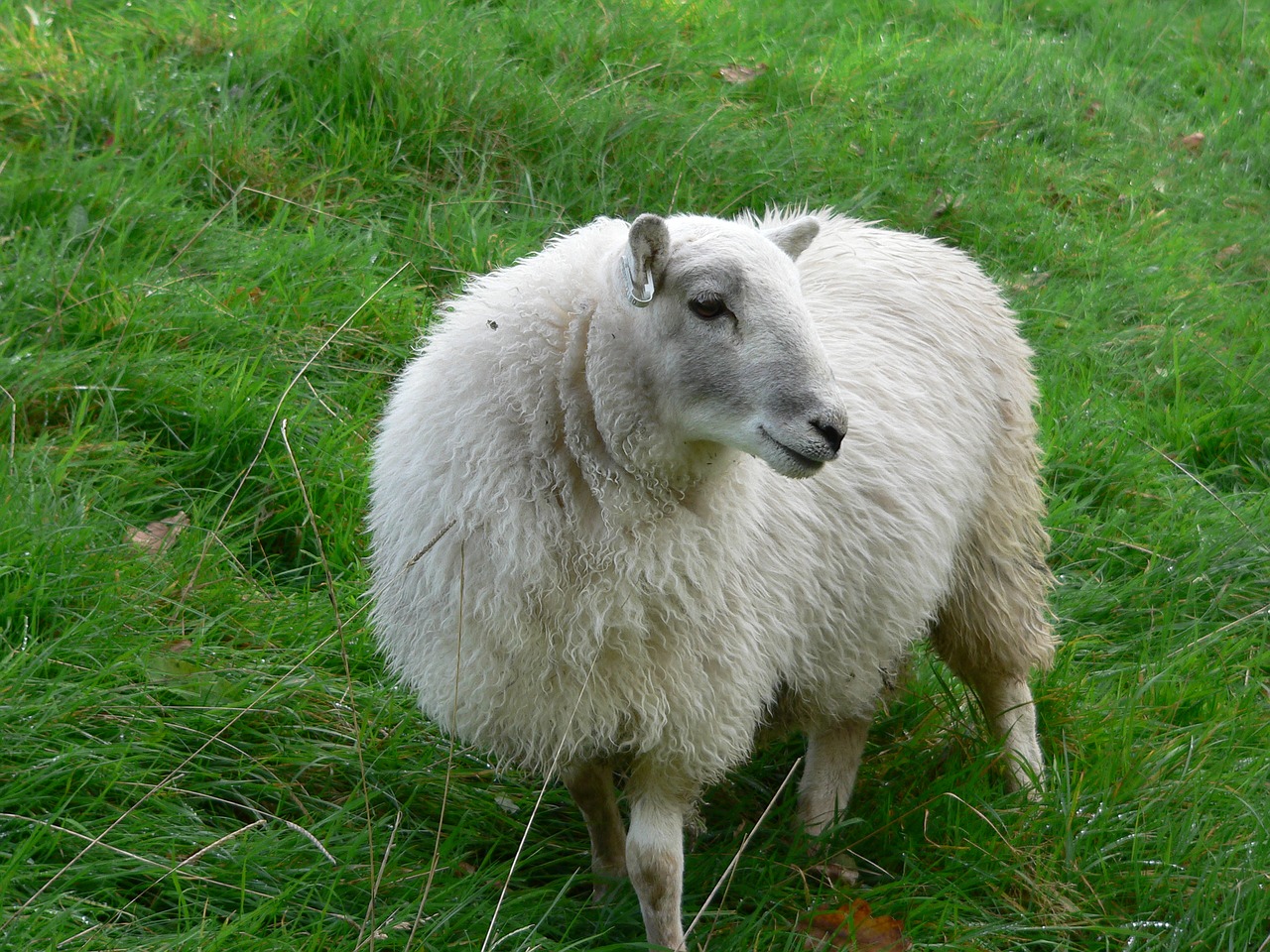 sheep field animal free photo