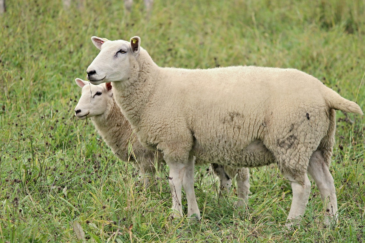 sheep wool fur free photo
