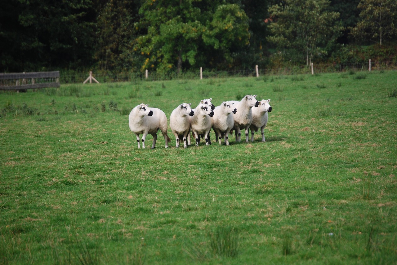 sheep landscape free pictures free photo