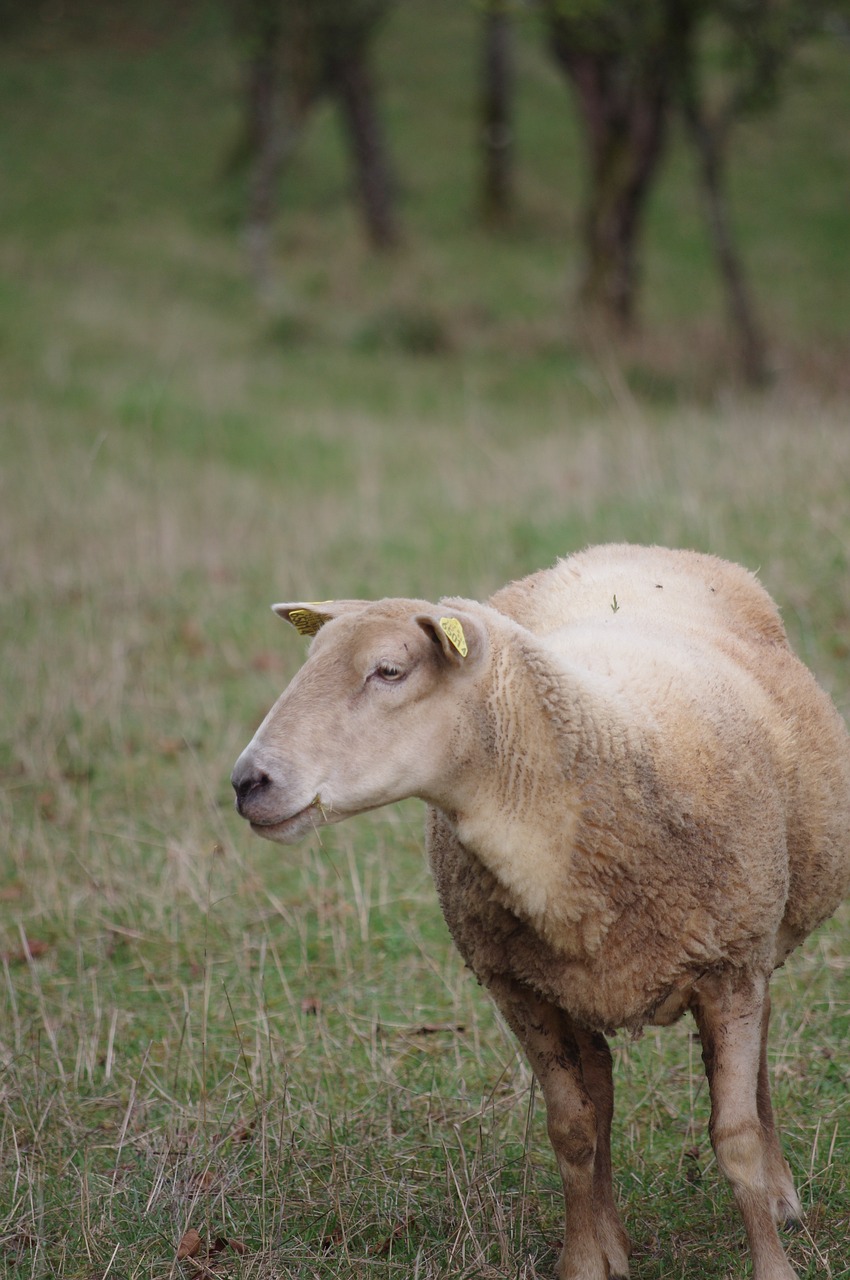 sheep field fields free photo