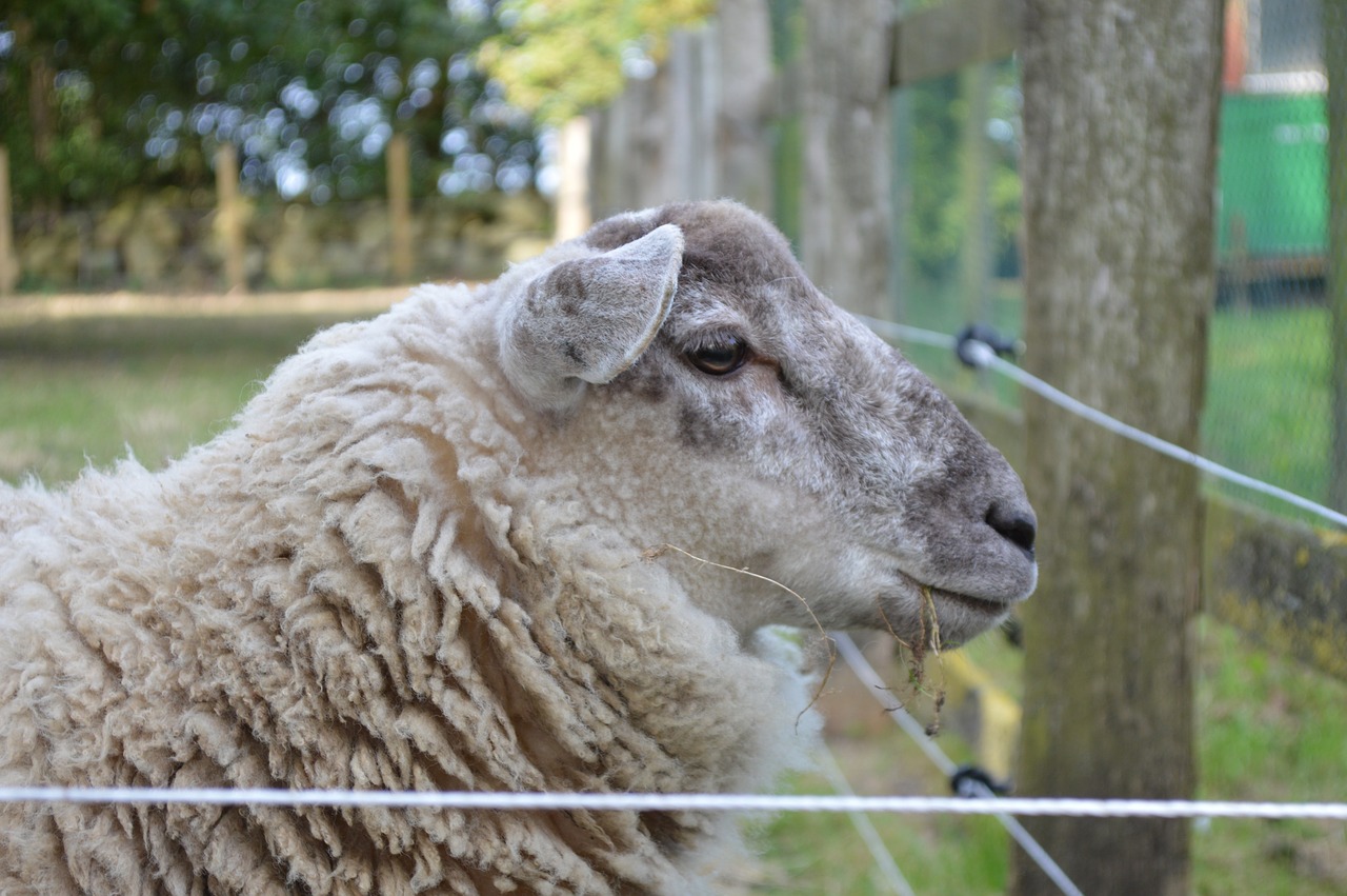 sheep close farm free photo