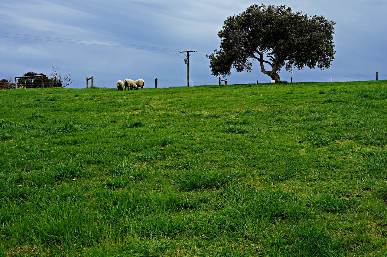 sheep lone tree horizon free photo