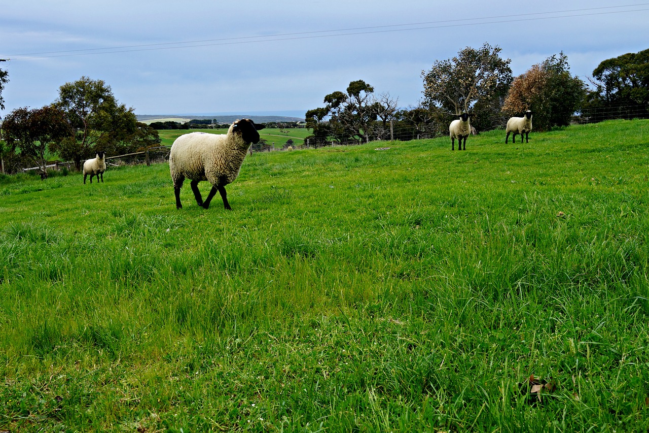 sheep pasture rolling meadows free photo