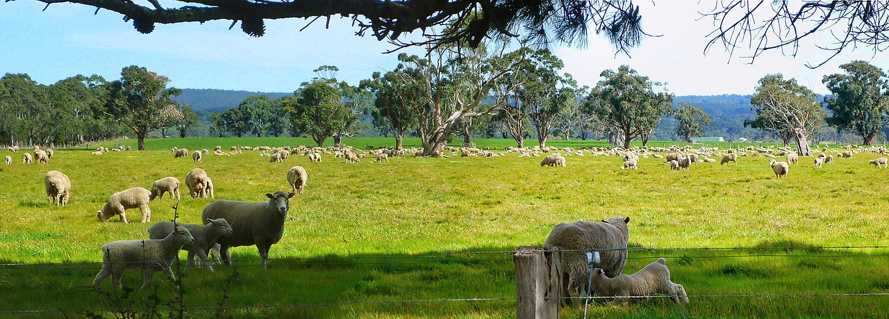 sheep flock animals free photo