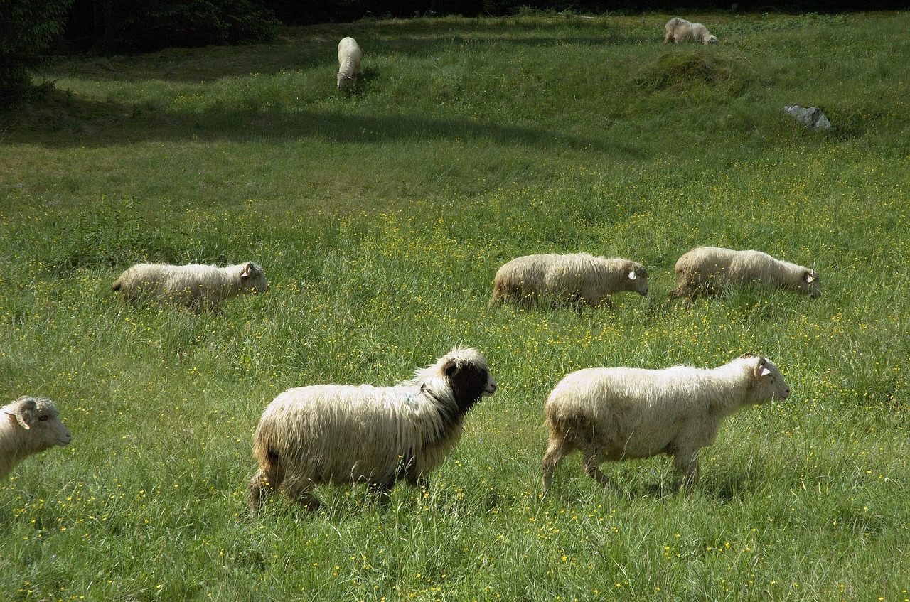 sheep tatry nature free photo