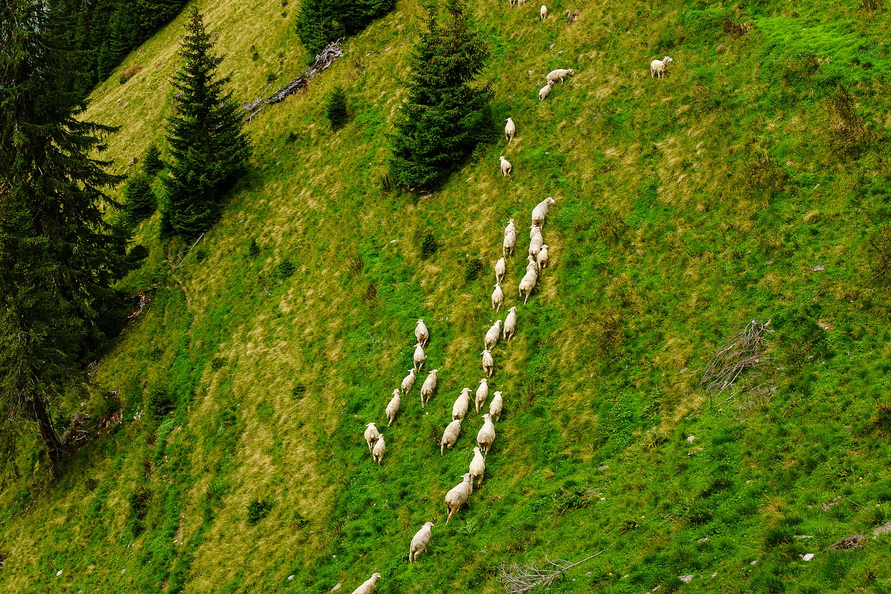 sheep mountains diemtigtal free photo