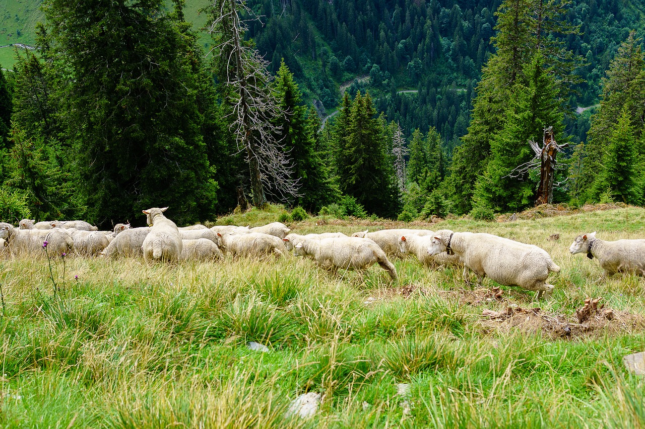 sheep mountains diemtigtal free photo