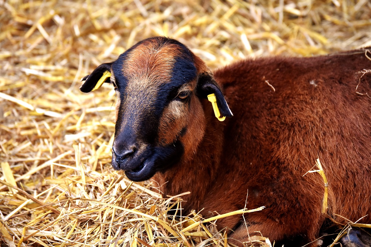 sheep wildpark poing reborn free photo