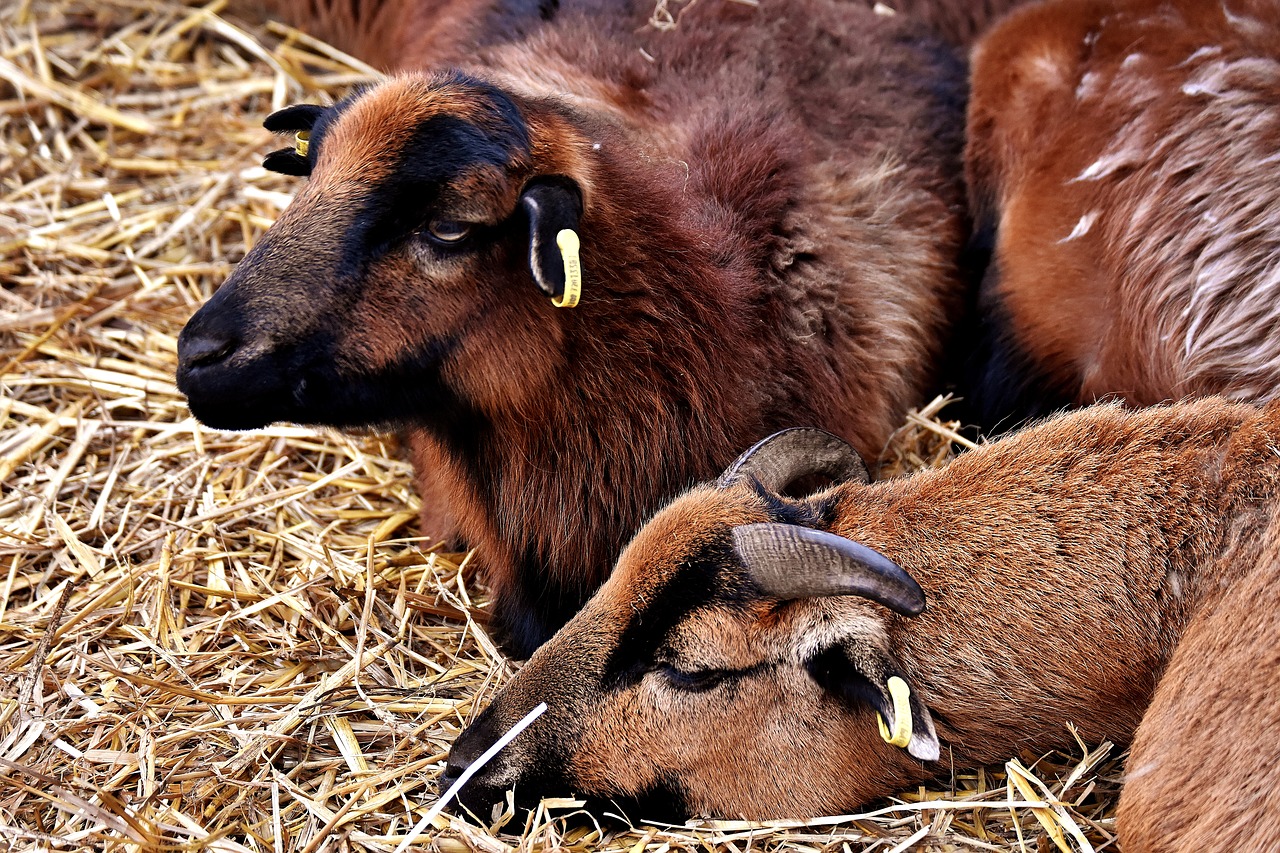 sheep concerns relaxed free photo