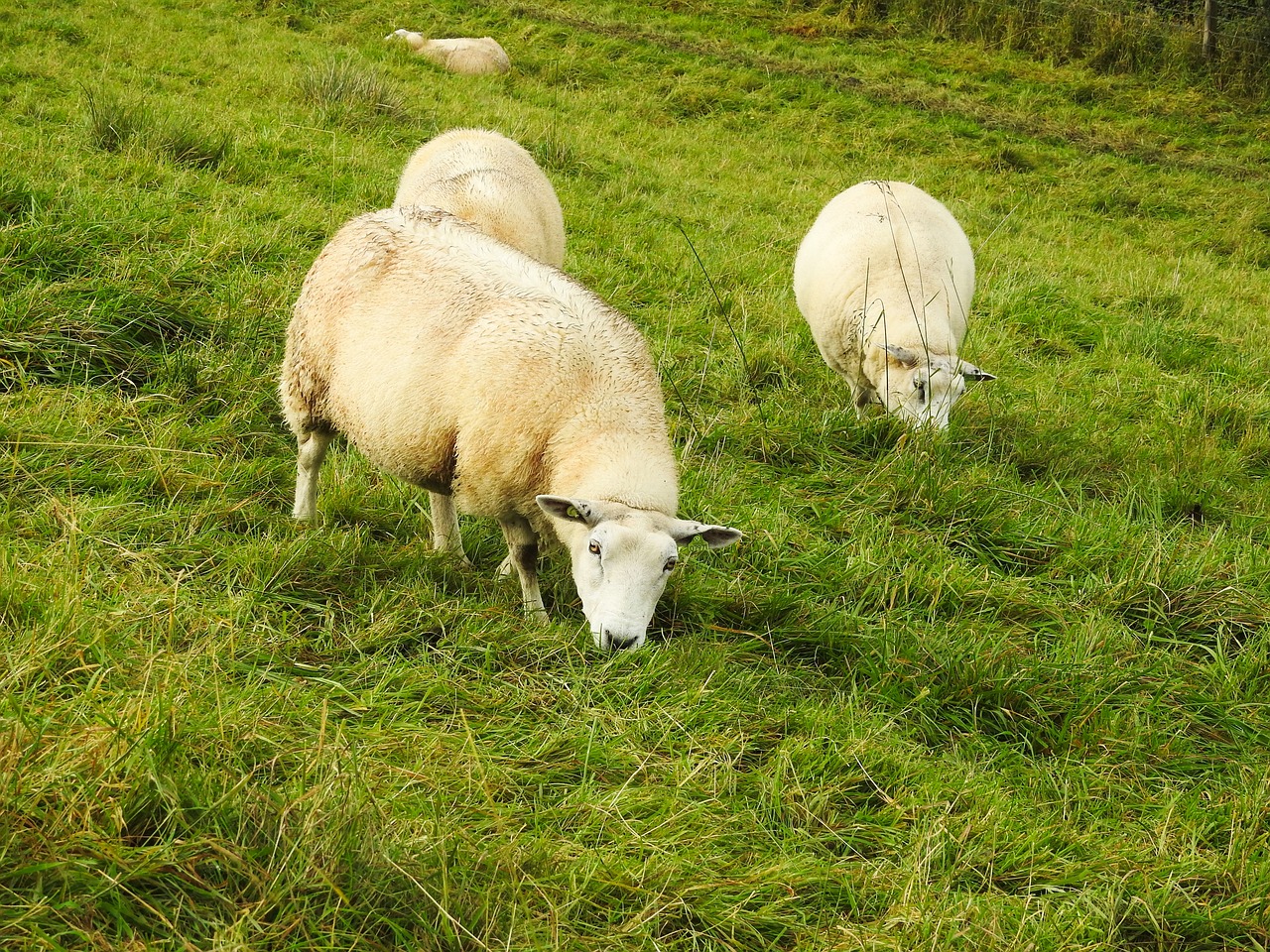 sheep meadow livestock free photo