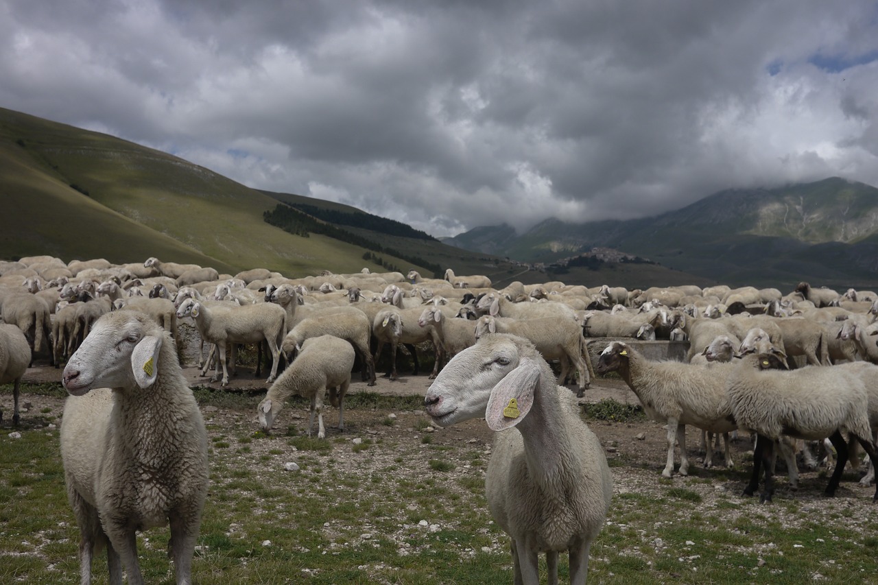 sheep pasture sibillini free photo
