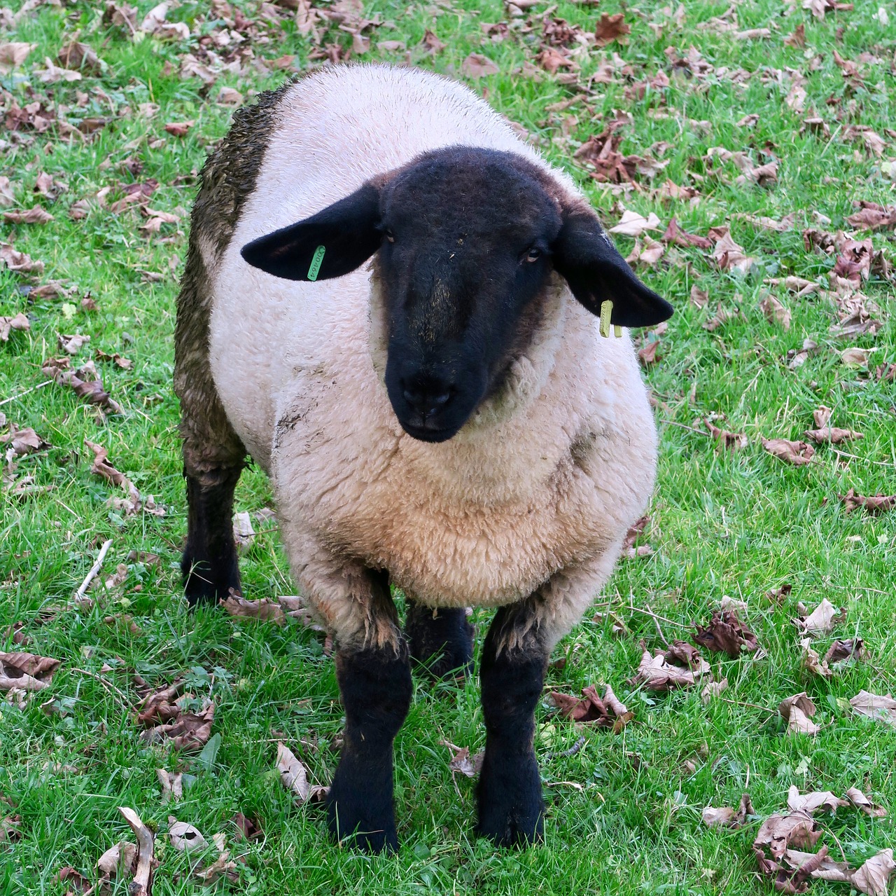 sheep black animal free photo