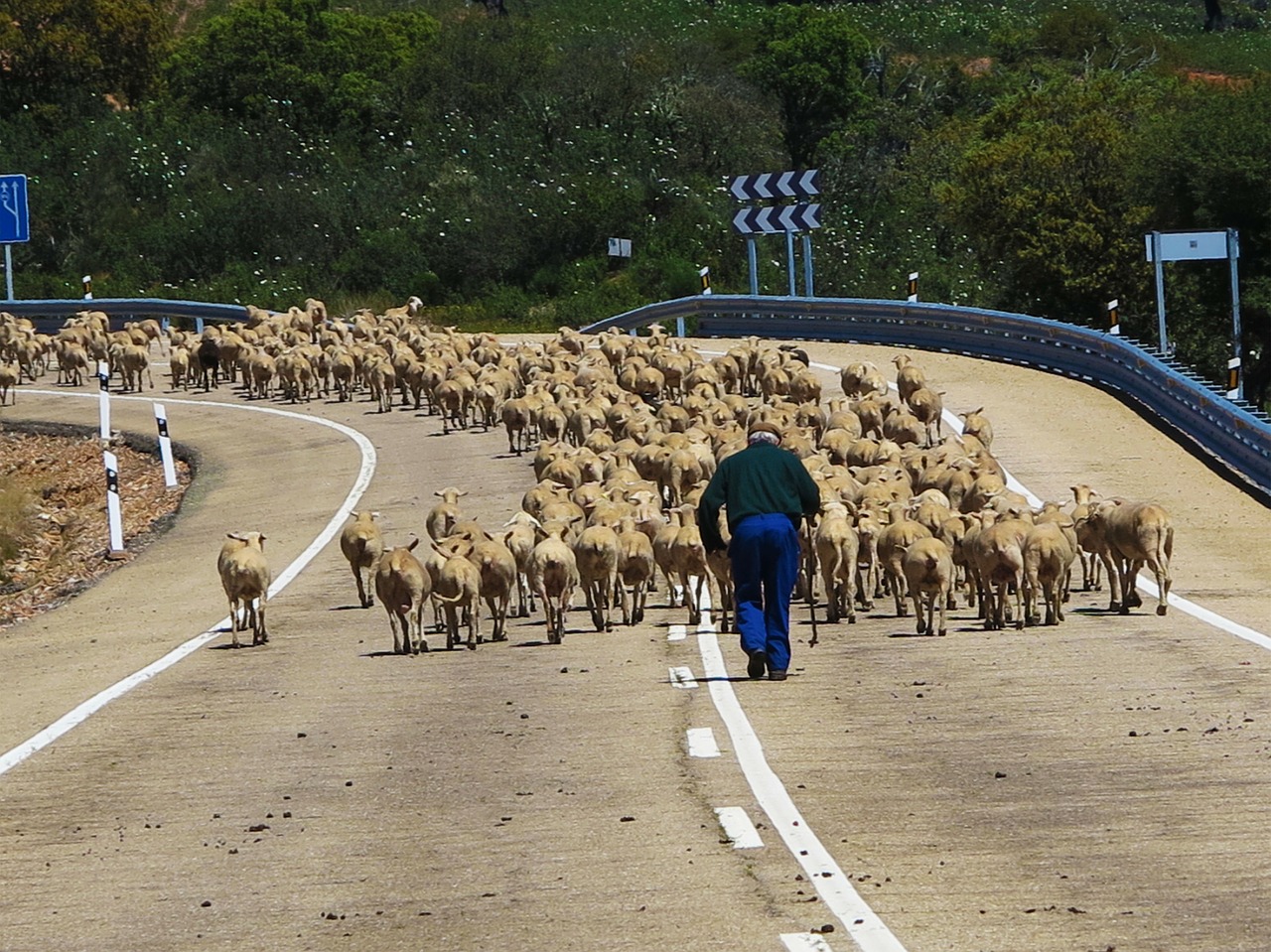 sheep herd drove free photo