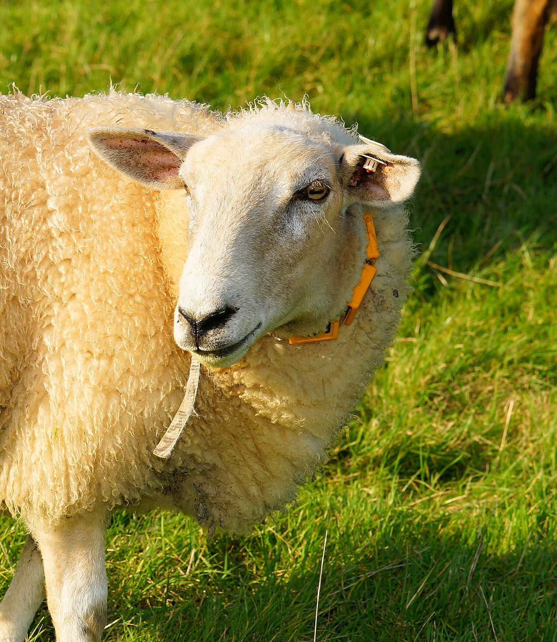 sheep dike grass free photo