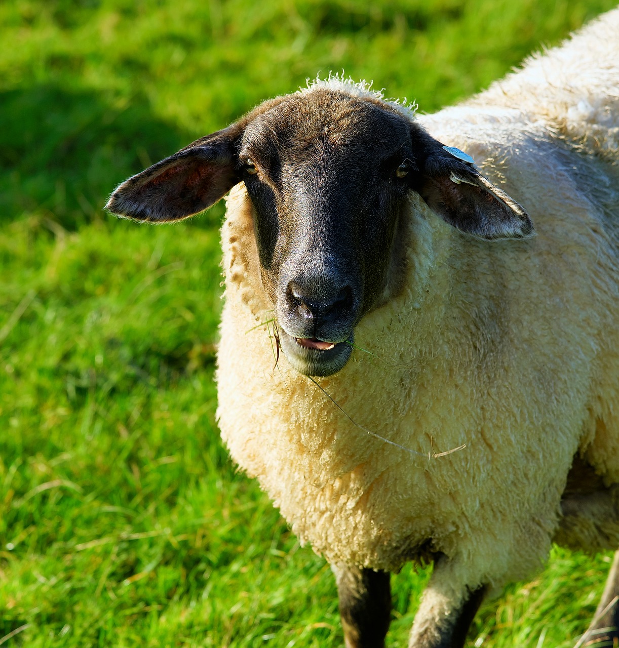 sheep dike grass free photo