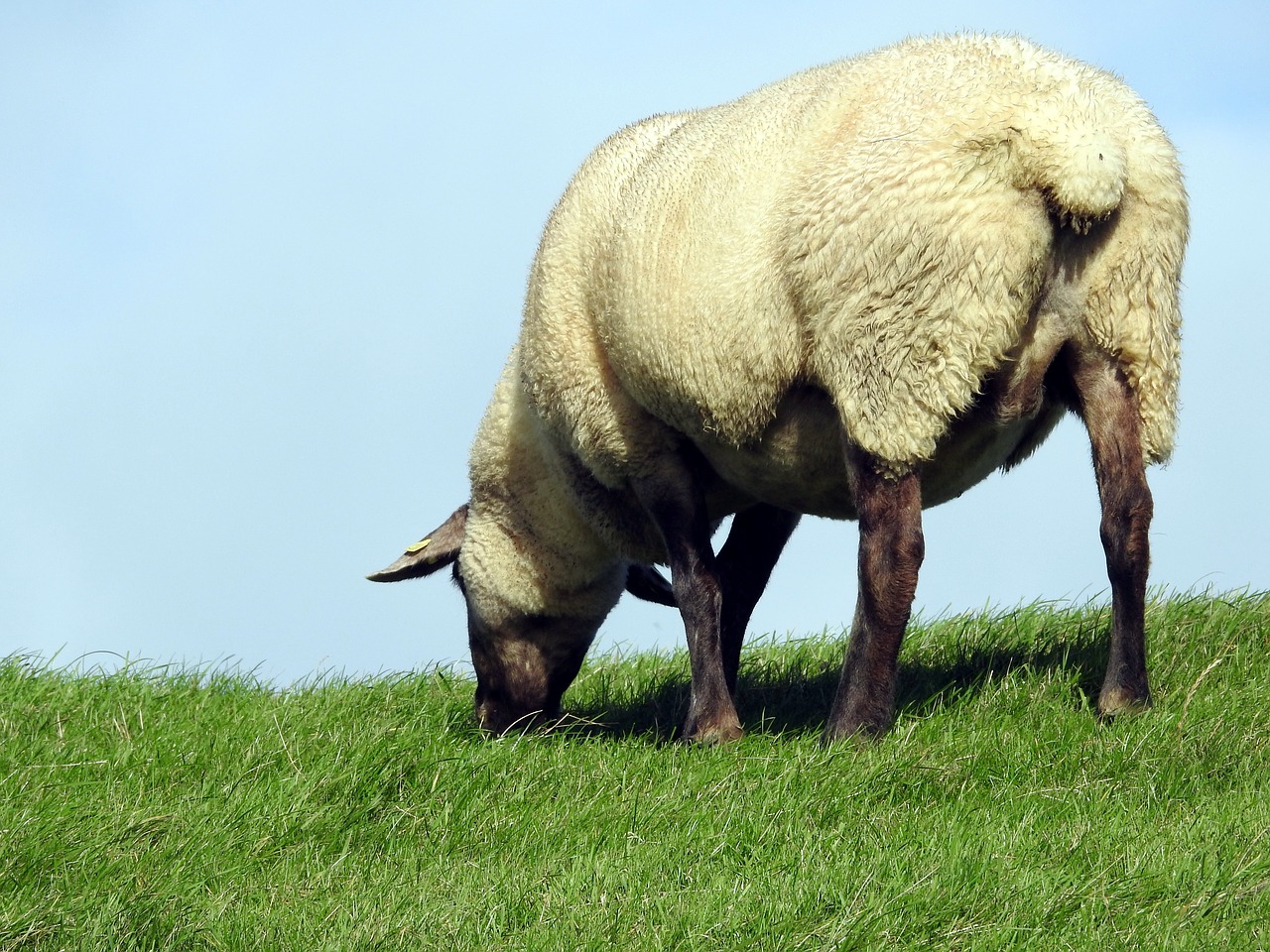 sheep pasture meadow free photo