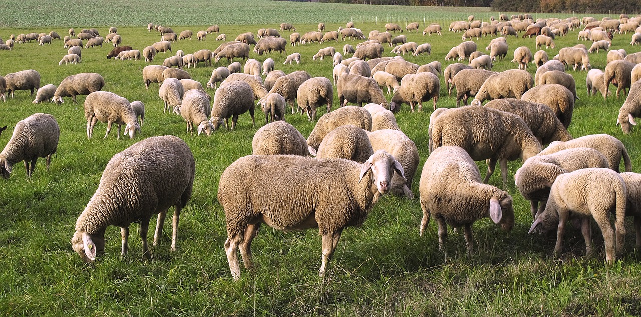 sheep flock pfrech free photo