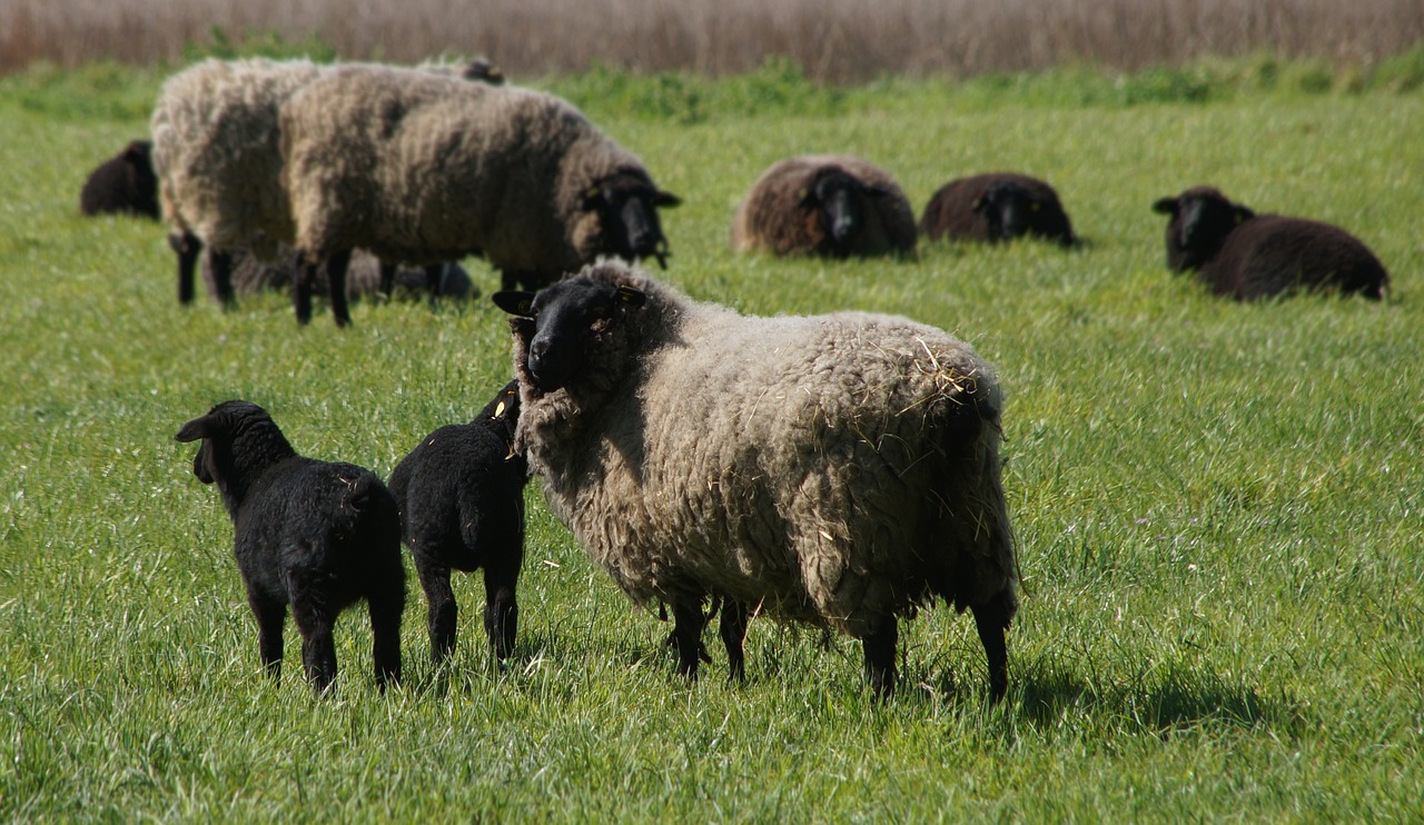 sheep pasture wool free photo