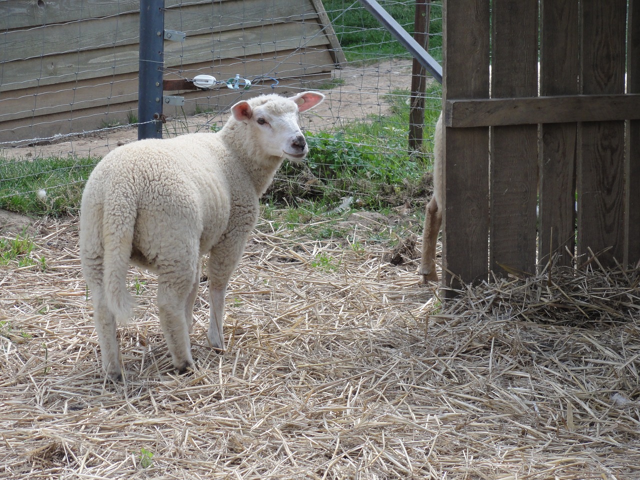 sheep ovine free pictures free photo