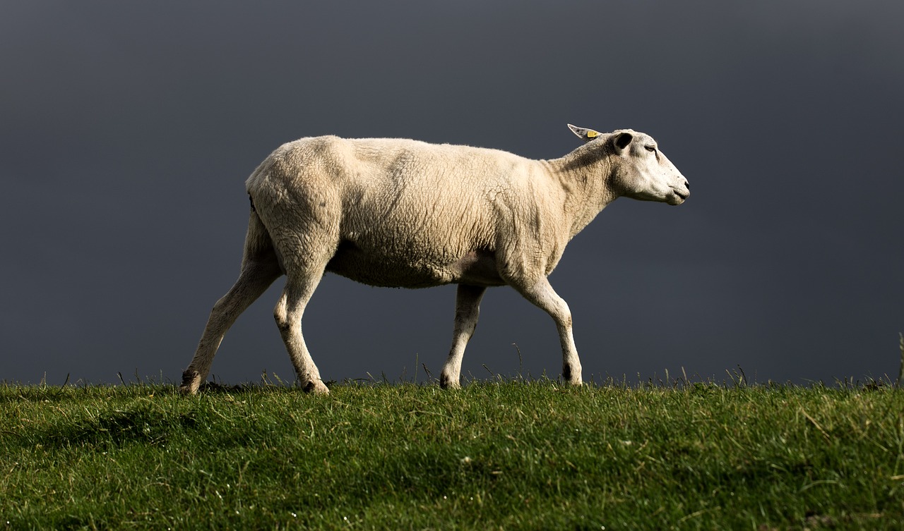 sheep dike north sea free photo