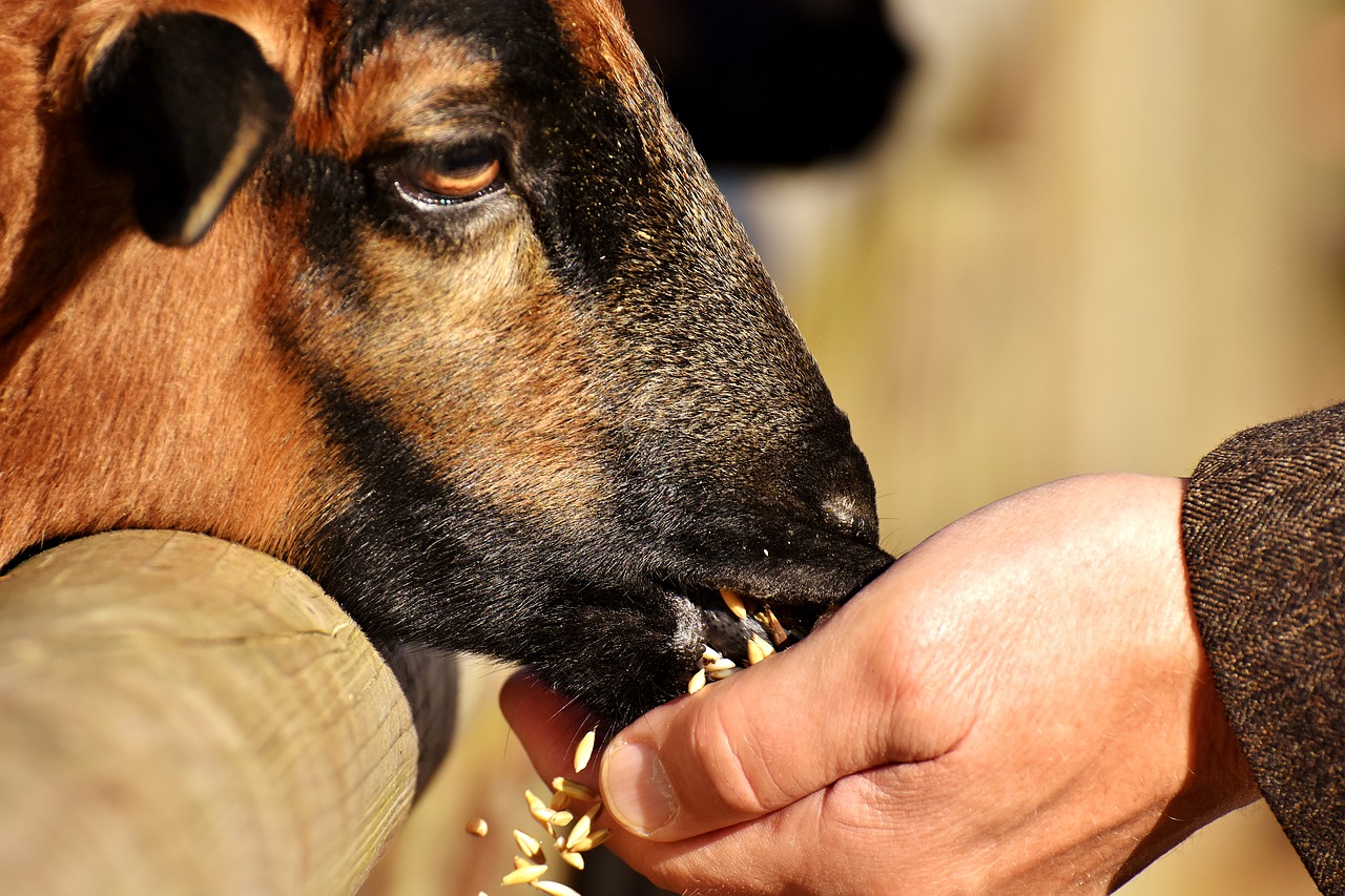 sheep feed eat free photo