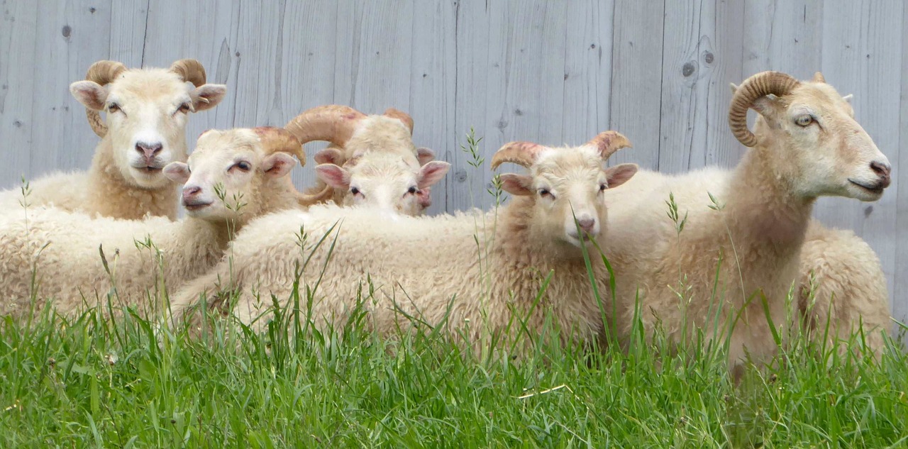 sheep wood grass free photo
