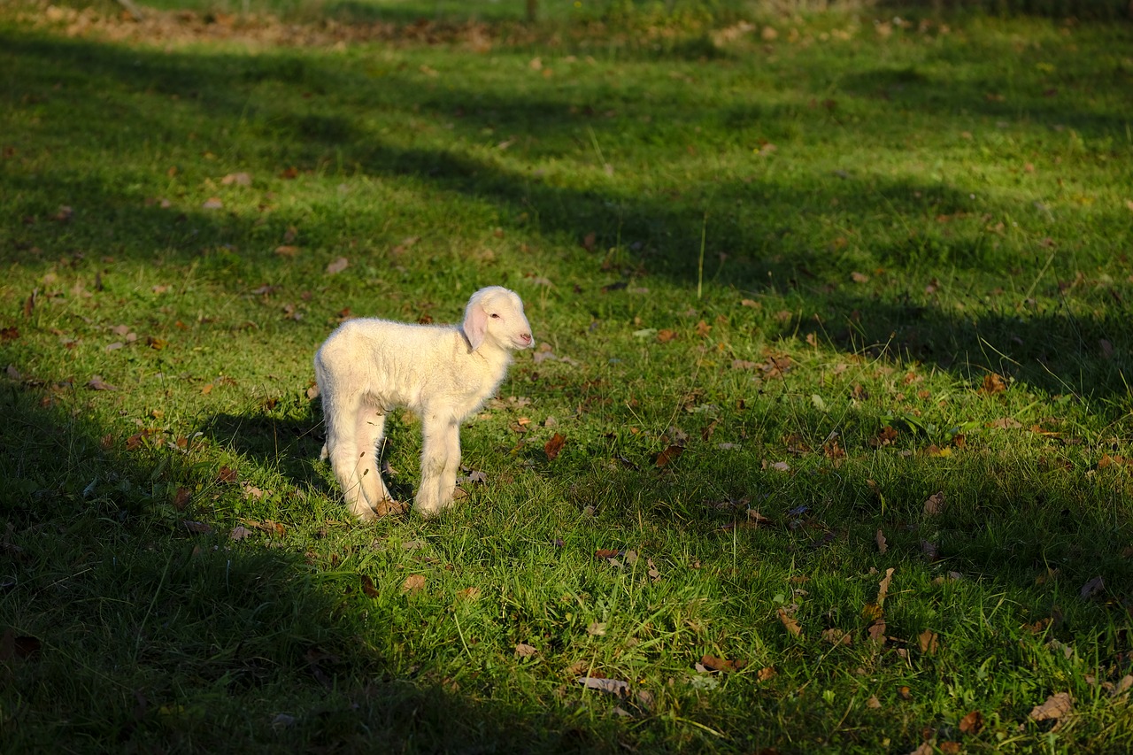 sheep schäfchen lamb free photo