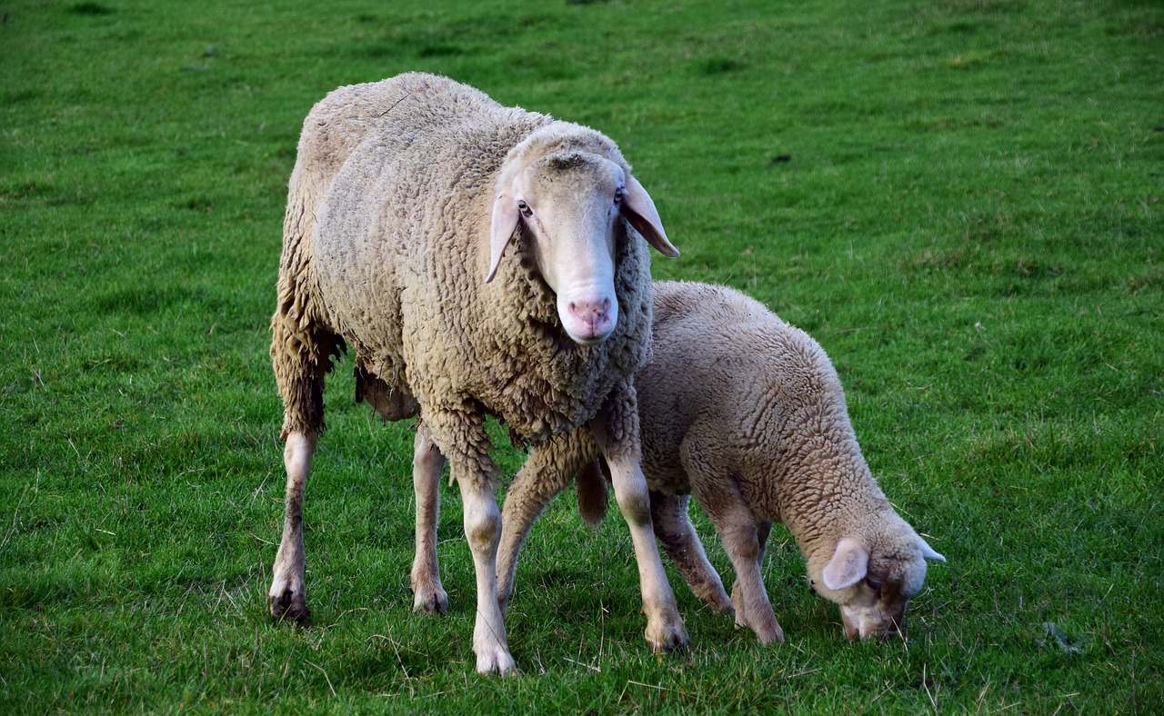 sheep mother and child mother sheep free photo