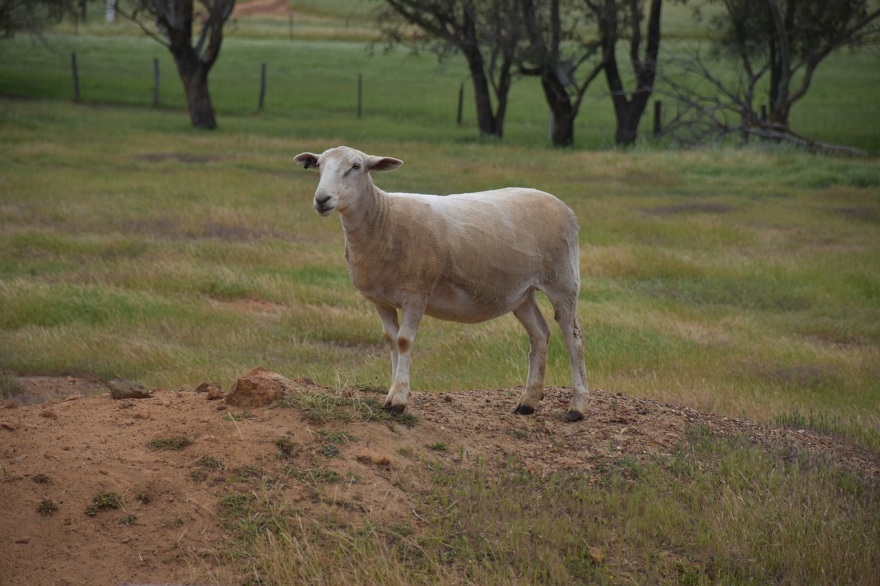 sheep farm animal free photo