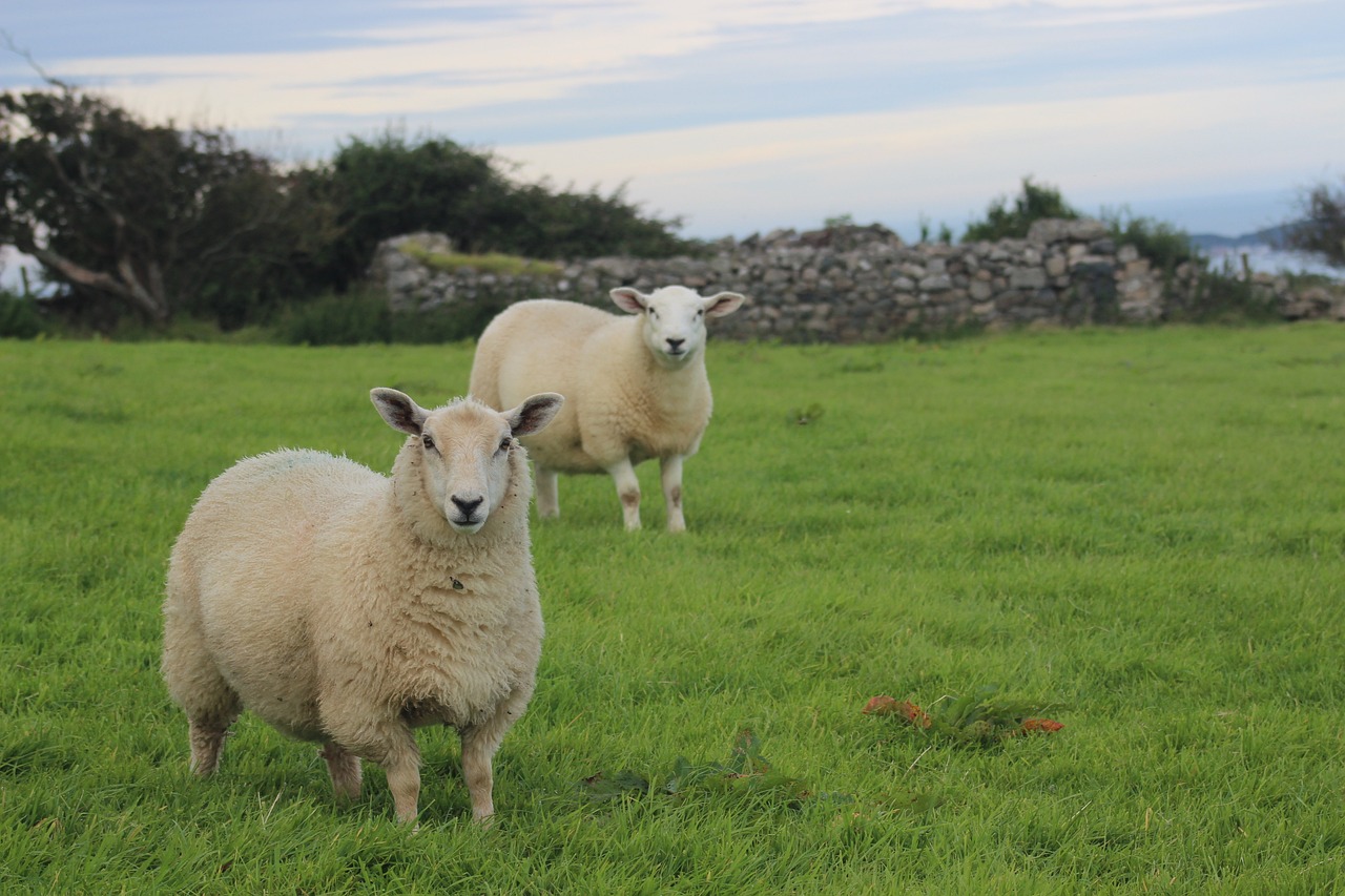 sheep hillside scenic free photo