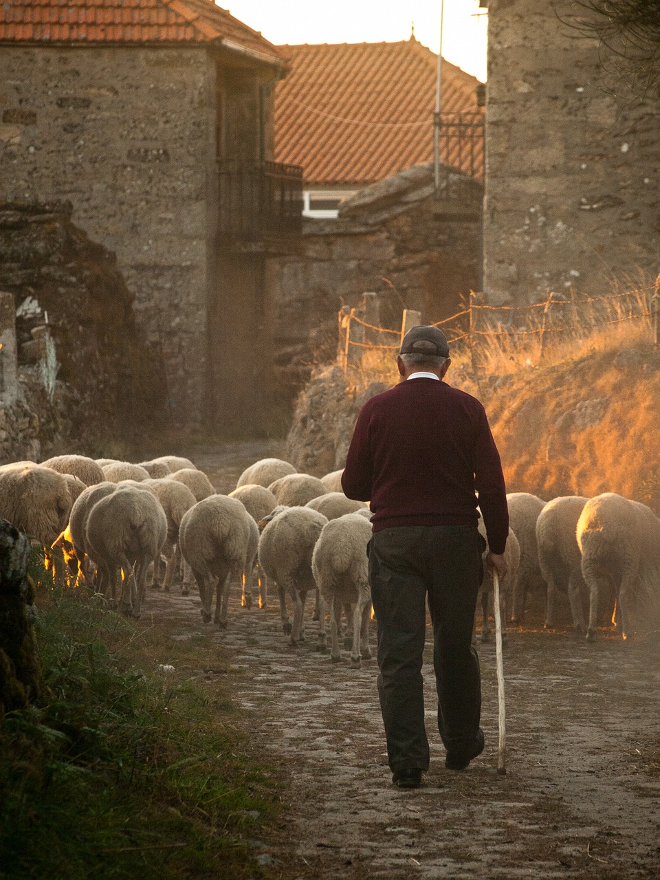 sheep farmer rural free photo