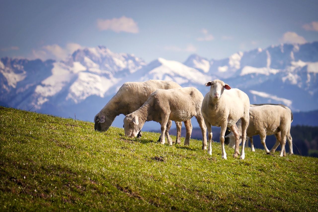 sheep mountains pasture free photo