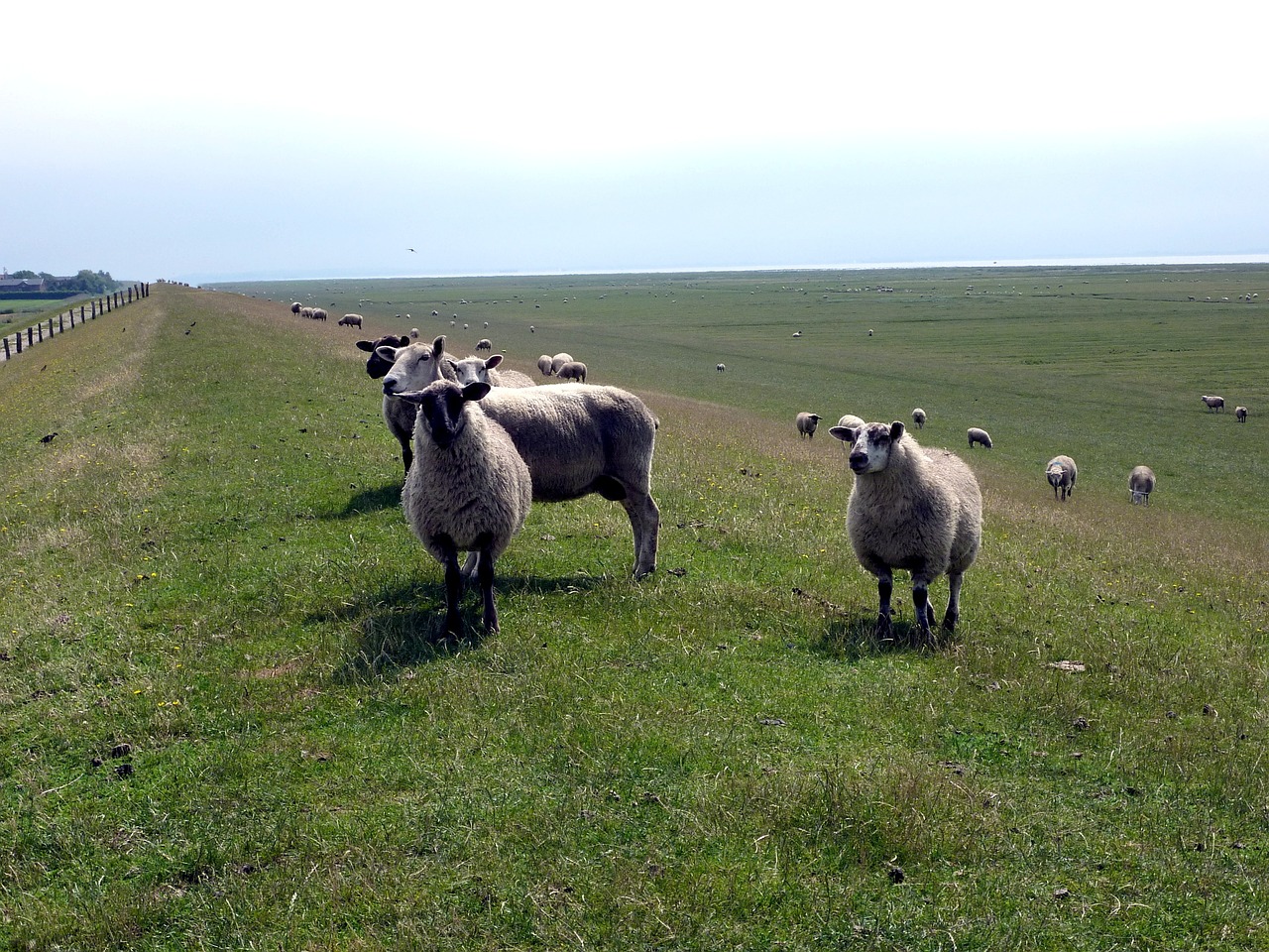 sheep deichschaf dike free photo