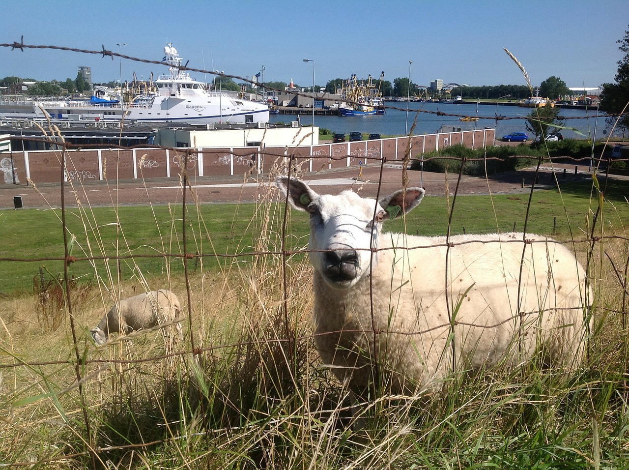 sheep boulevard shipyard free photo