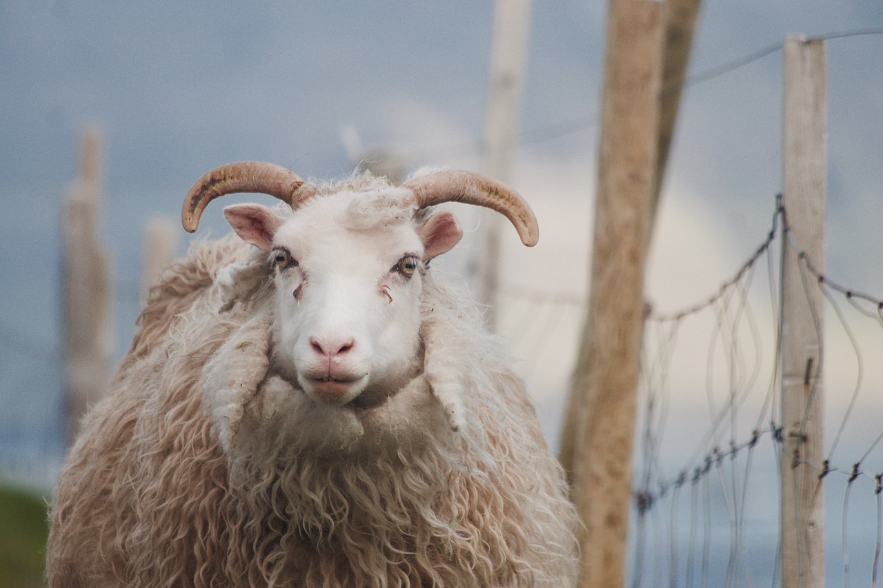 sheep animal faroe islands free photo