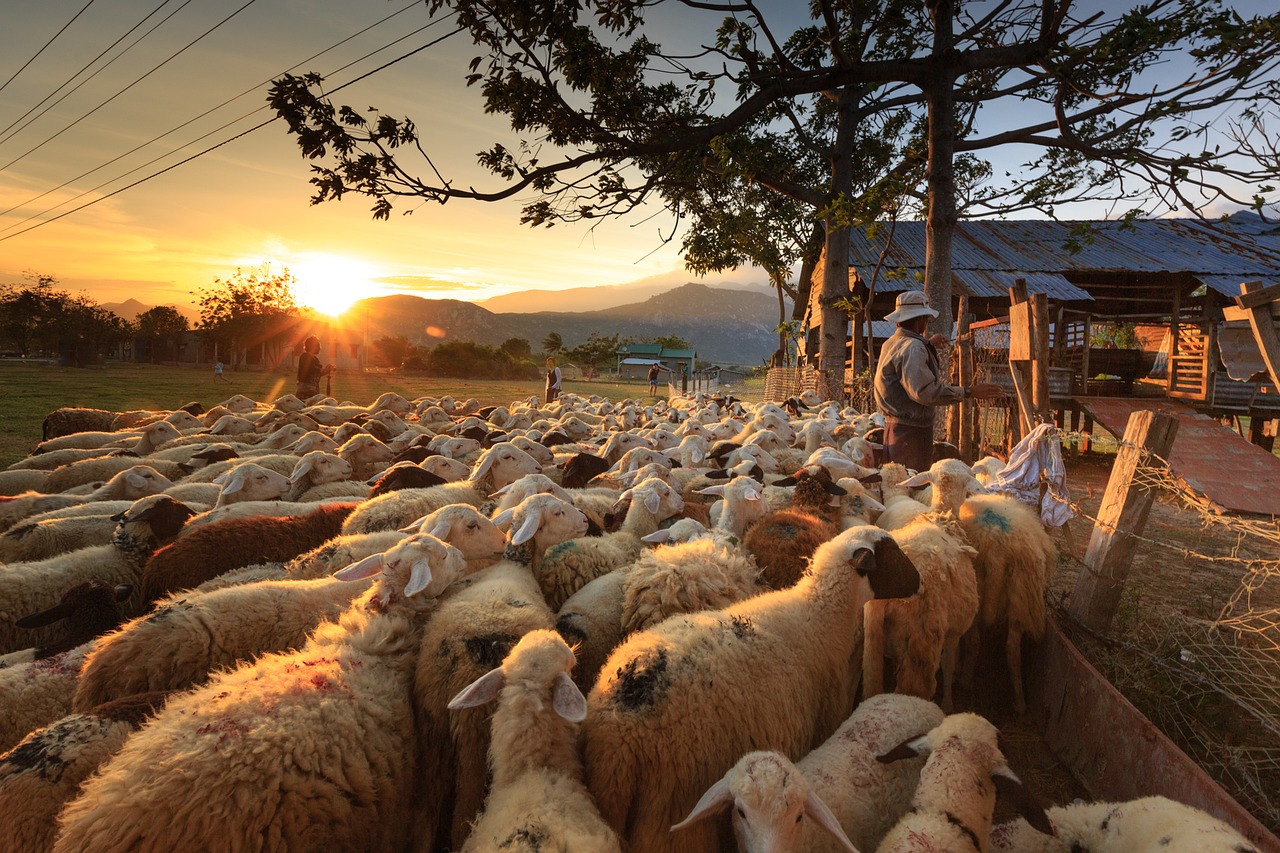 sheep shepherd farmer free photo